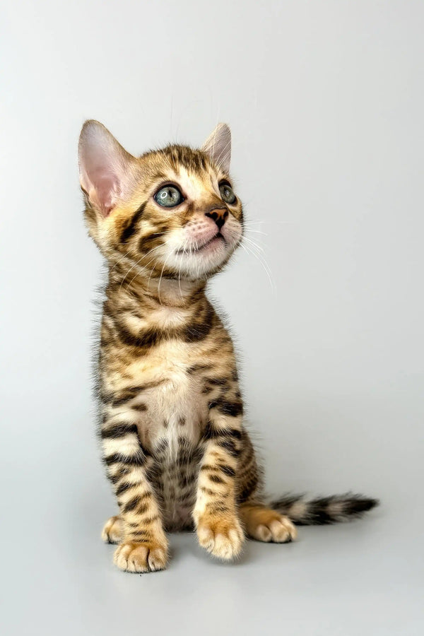 Spotted and striped Bengal kitten from Crosh showcasing its playful charm and beauty