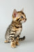 Adorable Bengal kitten with a unique striped and spotted coat from Crosh