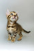 Striped tabby kitten playing with Crosh Bengal Kitten product, full of energy and charm