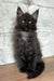 Crystal | maine coon kitten
