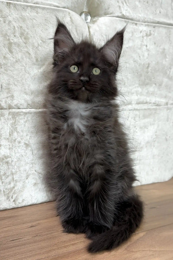 Crystal | maine coon kitten