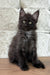 Crystal | maine coon kitten