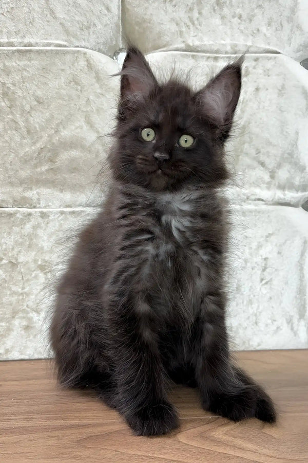 Crystal | maine coon kitten