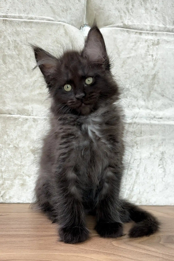 Crystal | maine coon kitten
