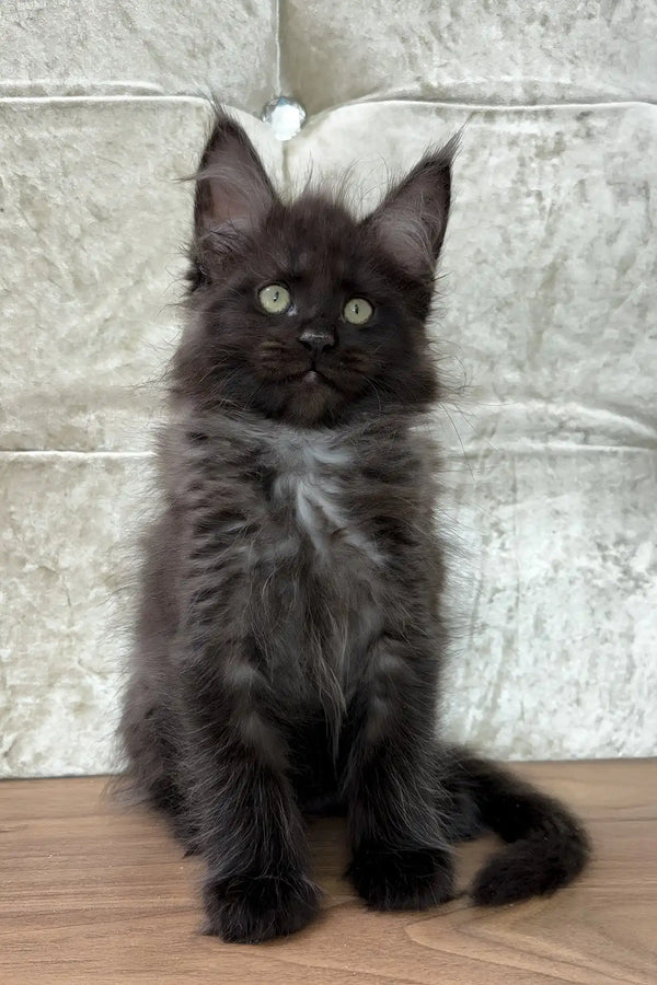 Crystal | maine coon kitten