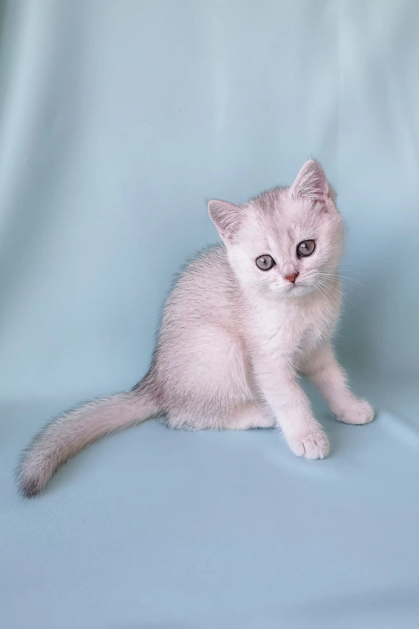 Cute Silver Tabby Kitten in Crystal Scottish Straight design, perfect for cat lovers