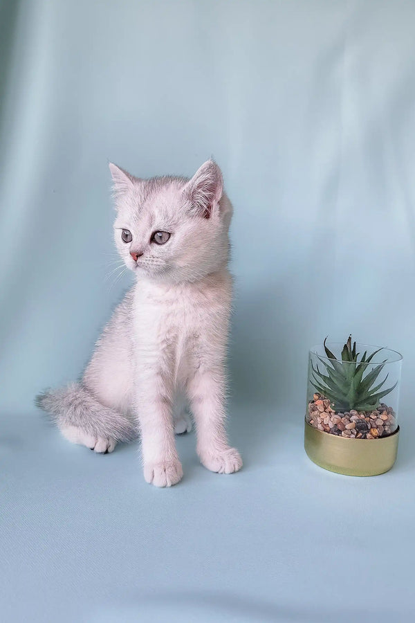 Cute Silver Tabby Kitten in the Crystal Scottish Straight product display