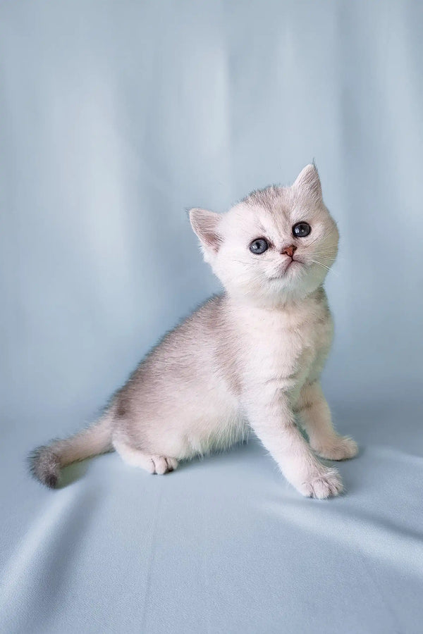 Silver and white Scottish Straight Kitten named Crystal looking adorable and playful