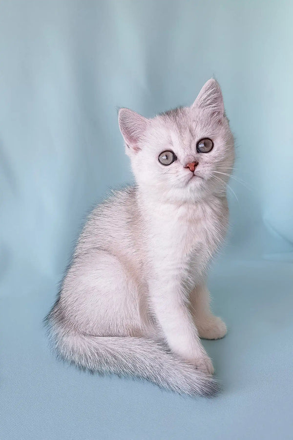 Cute silver and white Scottish Straight kitten named Crystal, ready for cuddles