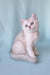 Silver-white Crystal Scottish Straight Kitten with striking eyes, super adorable!