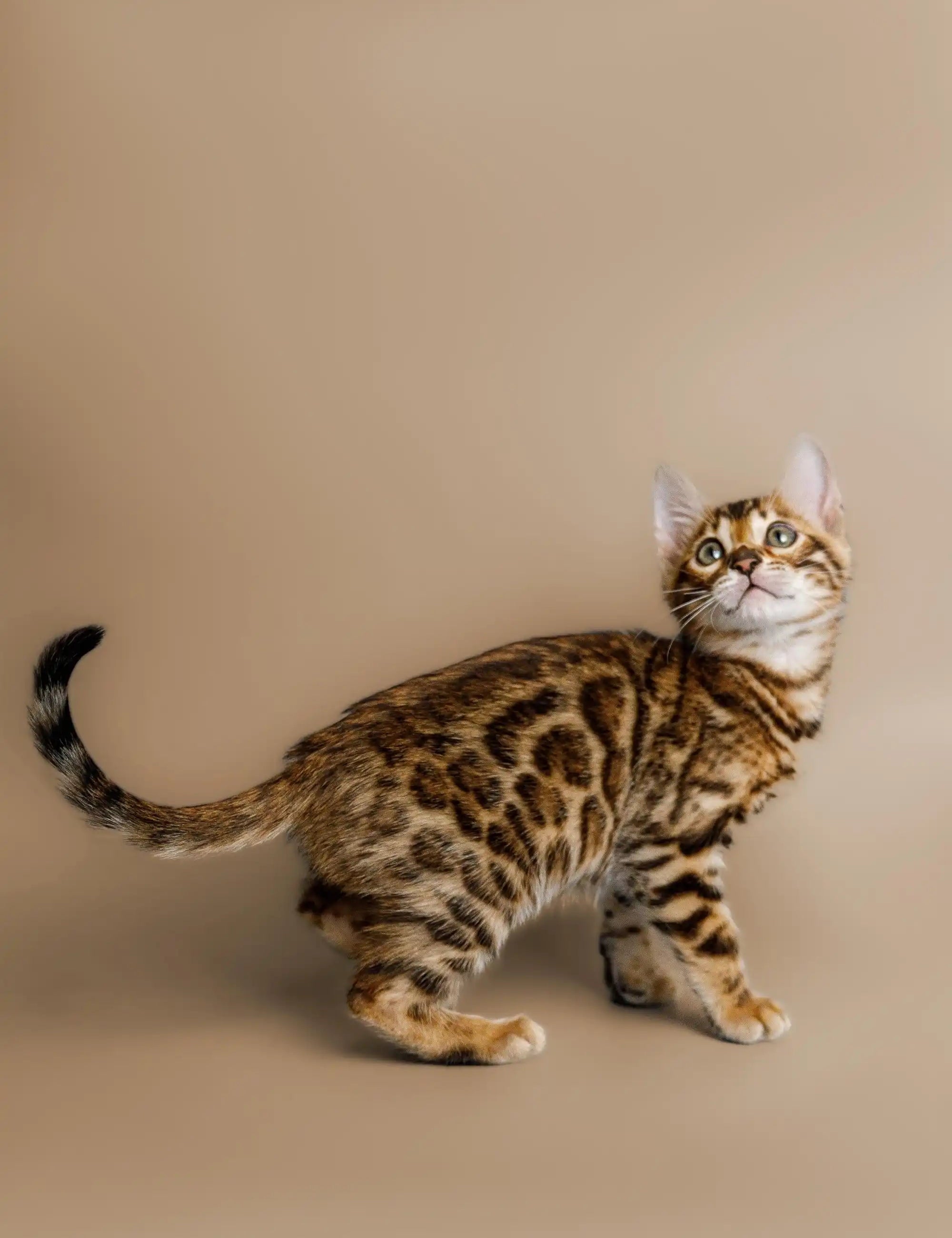 Bengal Cats For Sale | Cat Cutie | Kitten