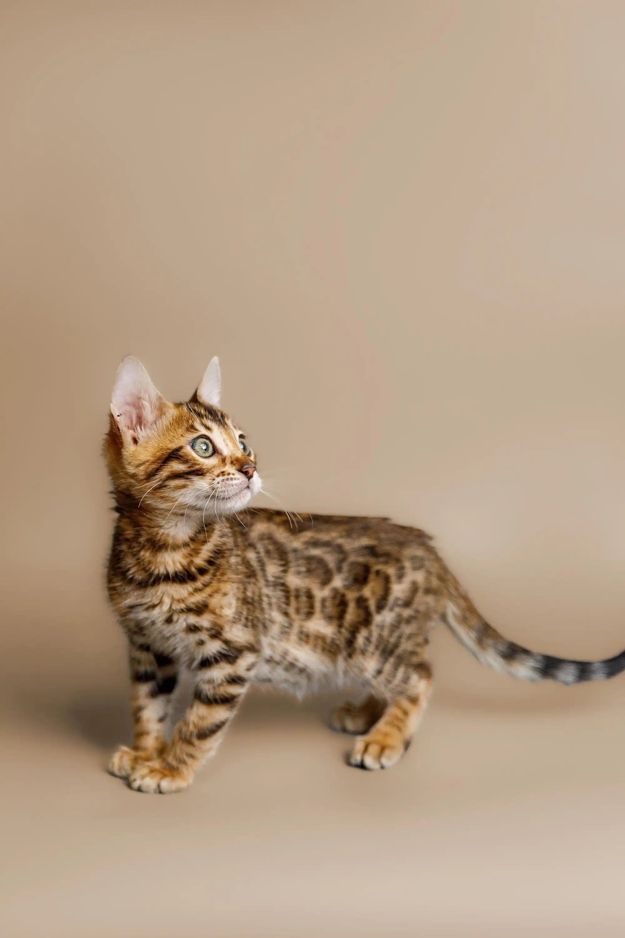 Bengal Kittens For Sale Cutie | Kitten