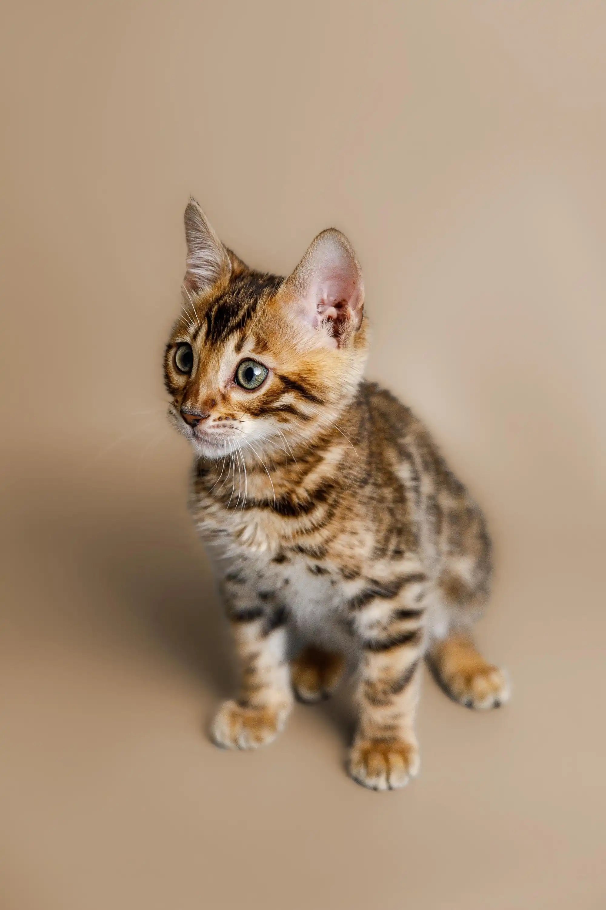 Bengal Kittens For Sale Cutie | Kitten