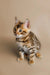 Bengal Cats For Sale | Cat Cutie | Kitten