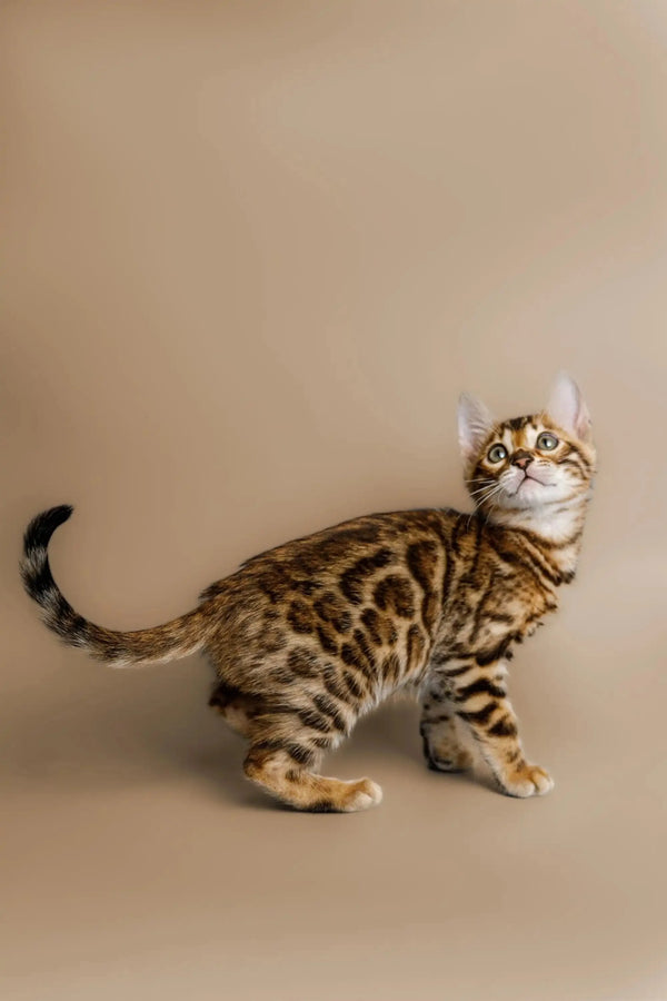 Bengal kitten Cutie showing off its spotted coat and alert posture