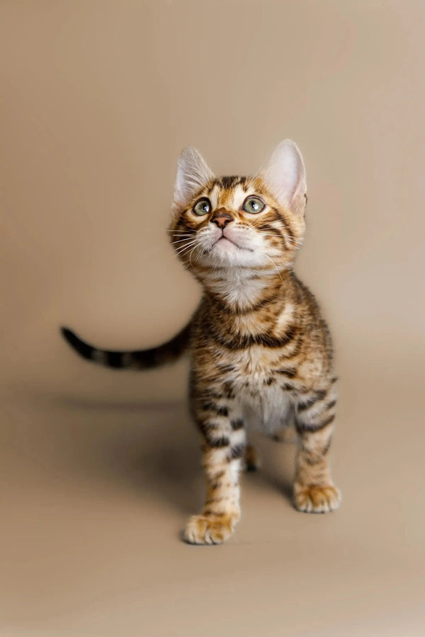 Bengal kitten with golden eyes and tabby markings in the Cutie product line
