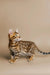 Tabby kitten with spotted coat standing alert, perfect for a Bengal kitten lover