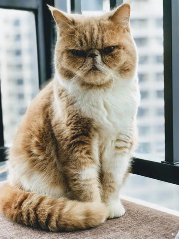 Secrets to Exotic Shorthair Cat Health Checks