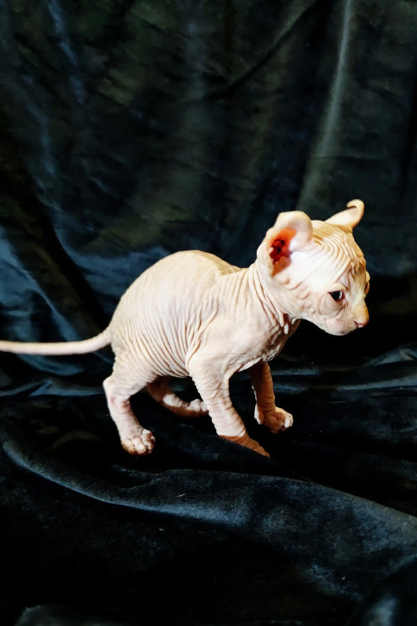 Adorable Elf Kitten Cyrus with wrinkled pink skin and big ears looking playful