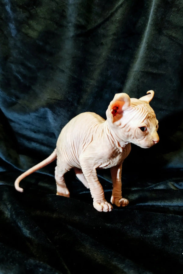 Adorable Elf Kitten Cyrus with wrinkled pink skin and large ears, super cute!
