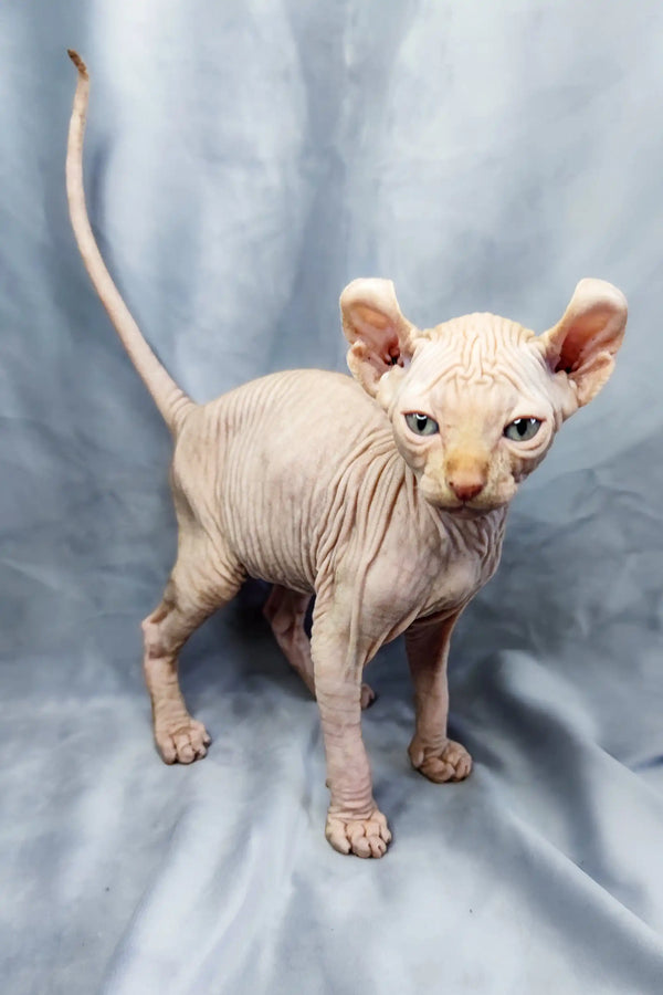Meet Cyrus, the adorable Elf Kitten with wrinkled skin and big ears