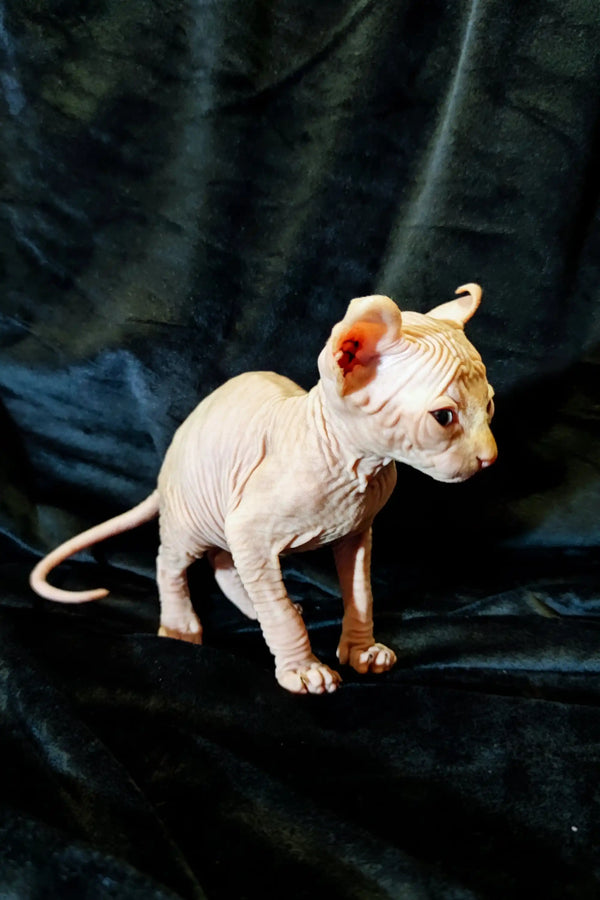 Adorable Elf Kitten Cyrus with wrinkled pink skin and big ears ready for a new home