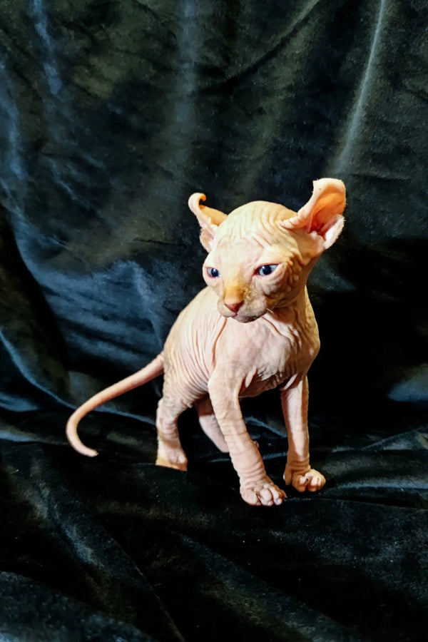 Meet Cyrus, an adorable Elf Kitten with wrinkled pink skin and big ears
