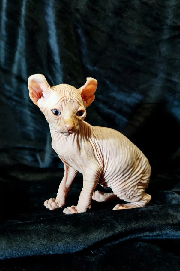 Adorable Elf Kitten Cyrus with wrinkled pink skin and big ears, ready for cuddles!