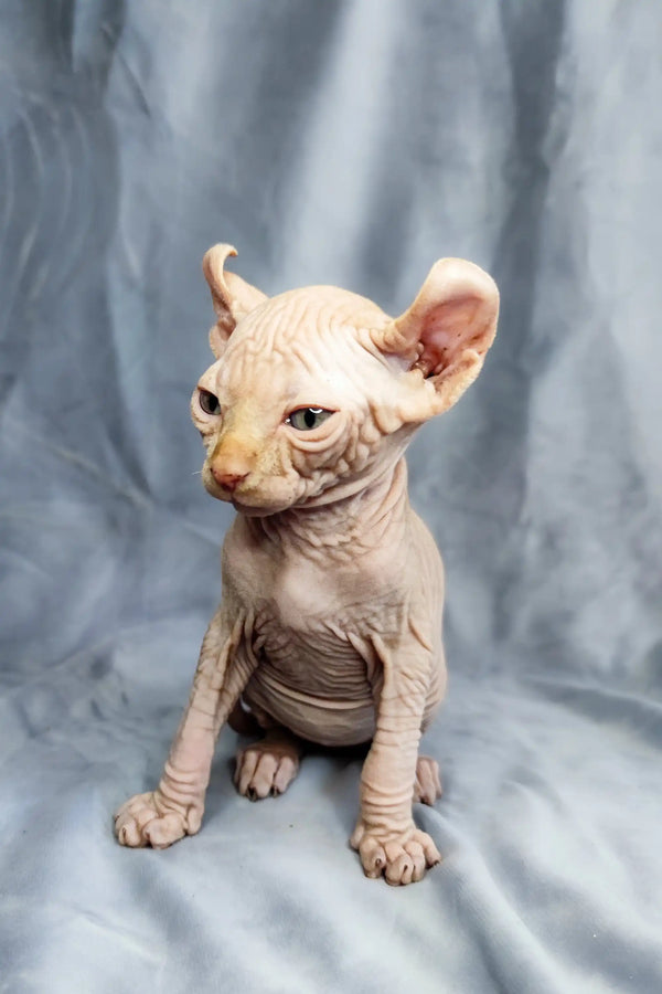Adorable Elf Kitten Cyrus with wrinkled skin and big ears, perfect for cuddles