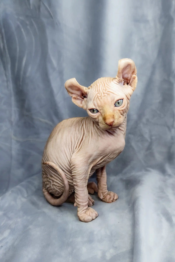 Adorable Elf Kitten, a Hairless Sphynx with wrinkled skin and big ears, perfect companion