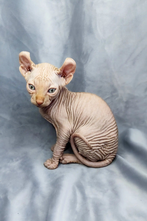Adorable Elf Kitten Cyrus with wrinkled skin and large ears, ready to steal hearts
