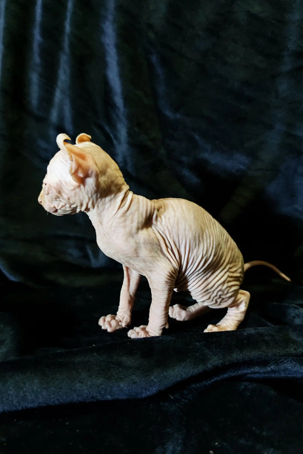 Adorable Elf Kitten with wrinkled skin sitting on a dark surface, Cyrus