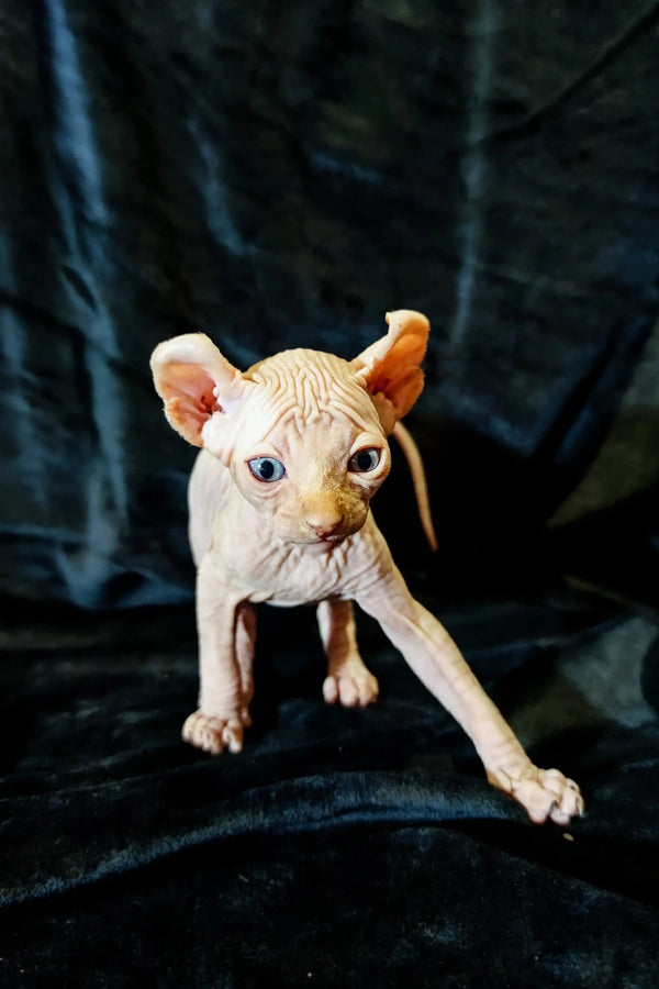 Adorable Elf Kitten Cyrus with wrinkled skin and big ears, ready to steal hearts