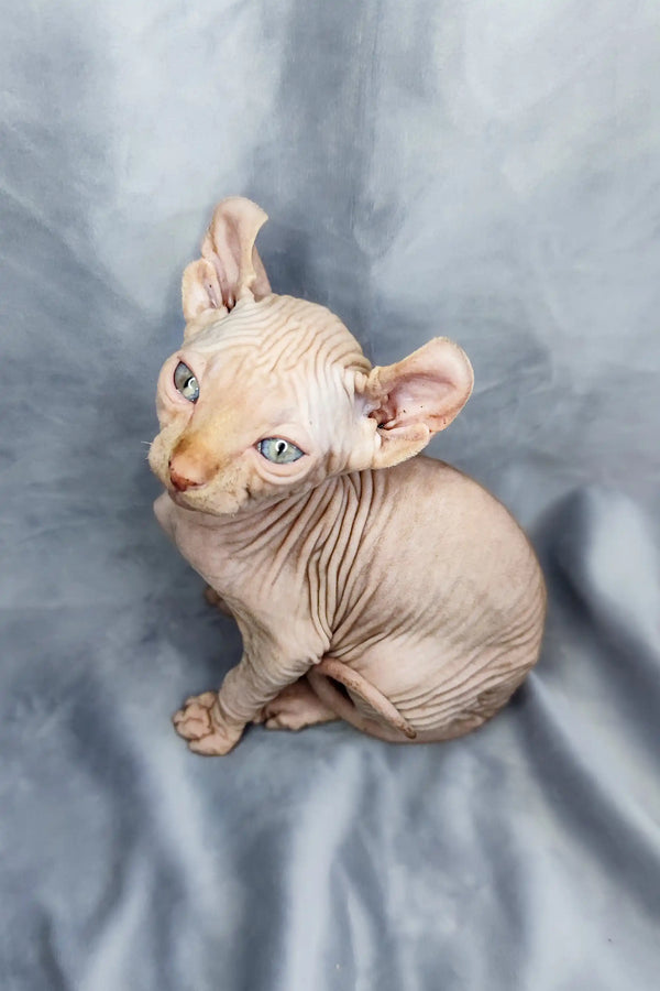 Adorable Elf Kitten Cyrus with wrinkled skin and big ears on soft fabric