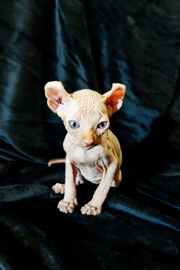 Meet Cyrus, an adorable Elf Kitten with wrinkled pink skin and big blue eyes