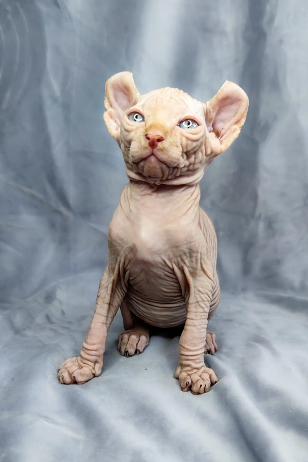 Adorable Elf Kitten Cyrus showcasing a hairless Sphynx with big ears and wrinkled skin