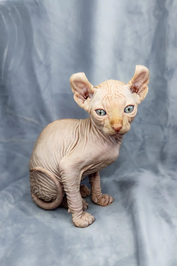 Adorable Elf Kitten, Hairless Sphynx with wrinkled skin and big ears, Cyrus