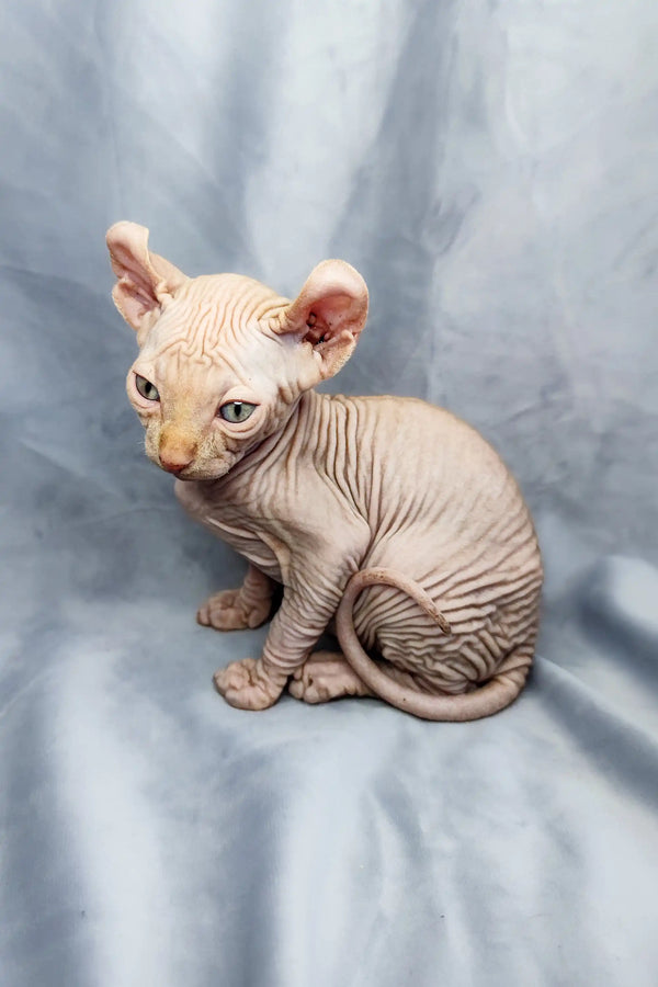 Cyrus the adorable Elf Kitten sitting cutely on a light surface