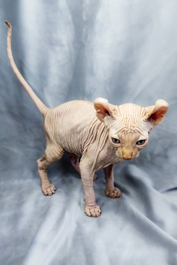 Adorable Elf Kitten, Hairless Sphynx with wrinkled skin and large ears