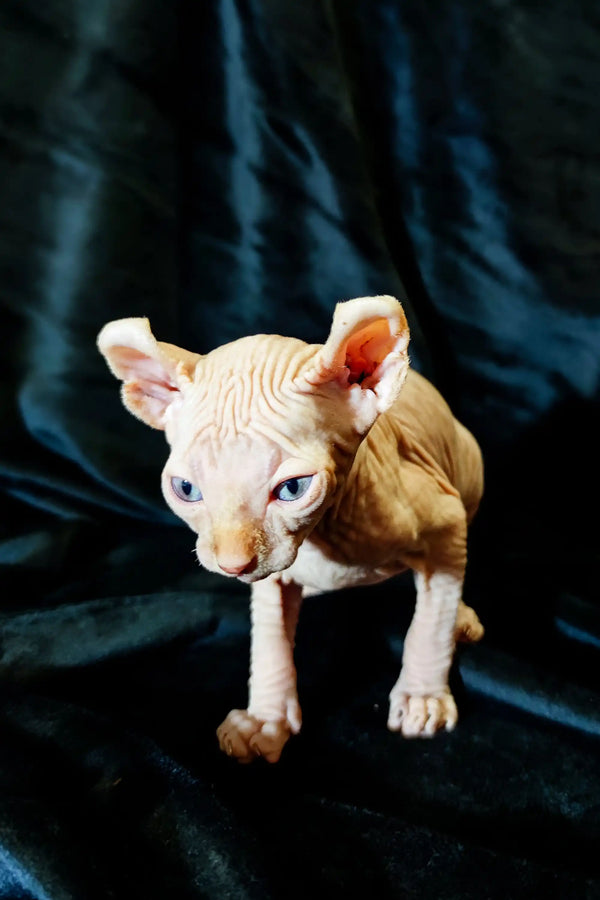 Adorable Elf Kitten Cyrus with wrinkled skin and big ears, ready for your home