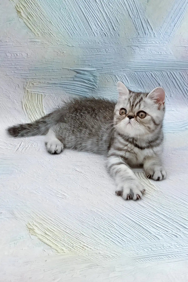 Da vinchi | exotic shorthair kitten