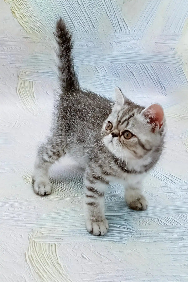 Da vinchi | exotic shorthair kitten