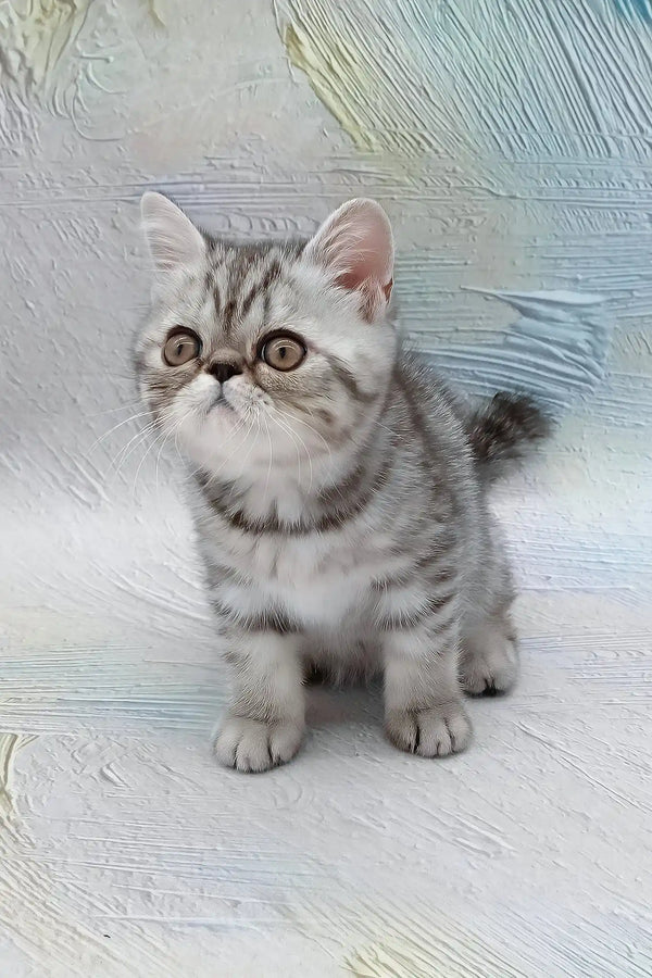 Da vinchi | exotic shorthair kitten