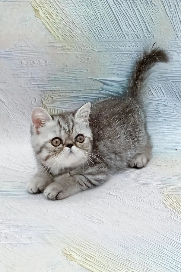 Da vinchi | exotic shorthair kitten