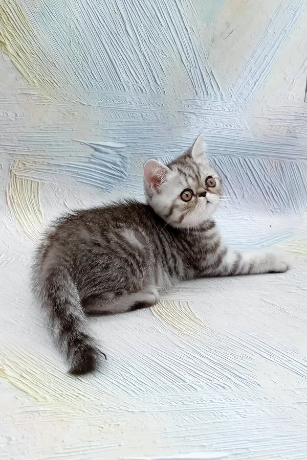 Da vinchi | exotic shorthair kitten