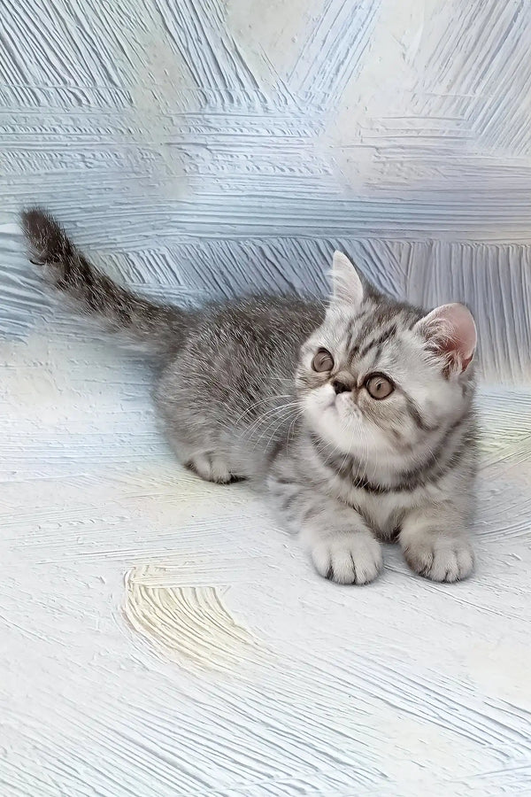 Da vinchi | exotic shorthair kitten