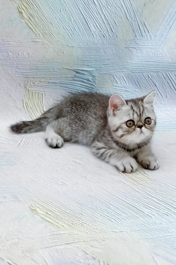 Da vinchi | exotic shorthair kitten
