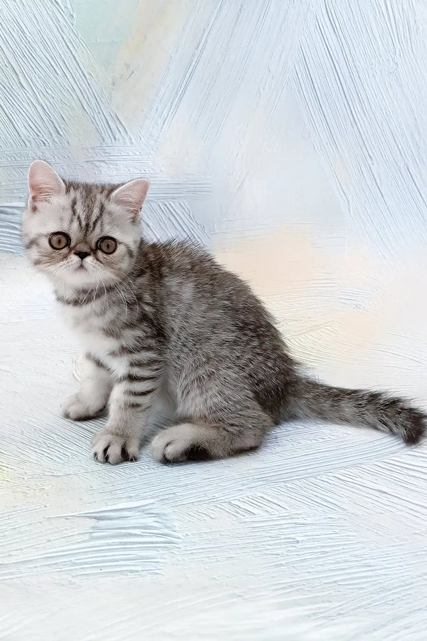 Da vinchi | exotic shorthair kitten