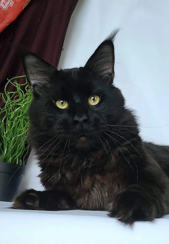 Zodiac | Maine Coon Kitten