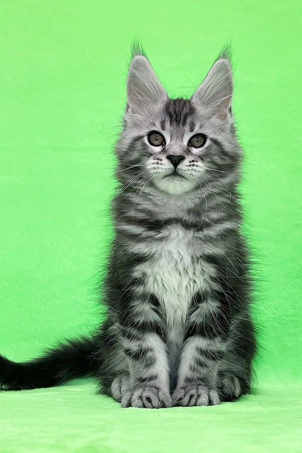 Daddy | maine coon kitten